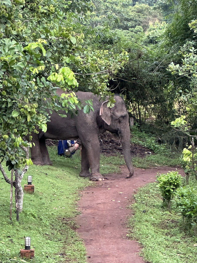 #Chang Mai elephant friends 來場跟大象近距離的接觸吧！