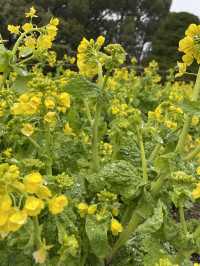 京都|京都賞櫻秘境府立植物園 130種櫻花交織春日美好