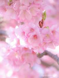 🌸 Matsuda Sakura Festival 🌸