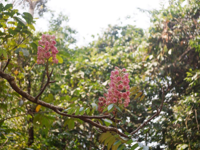 จุดชมต้นดอกชมพูภูคา 🌸 จ.น่าน