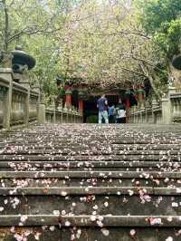 台北｜櫻花隧道到尾聲 碧山巖絕美台北景觀 附開基祖廟傳說