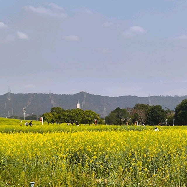 金光閃閃的油菜花田