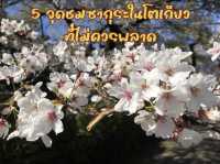 5 จุดชมซากุระในโตเกียว บรรยากาศชิลๆ ที่ไม่ควรพลาด