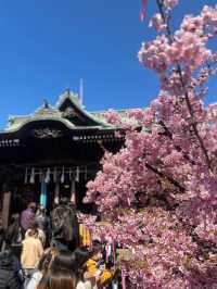 【桜神宮】河津桜とピンクリボン🎀が綺麗だった‼️