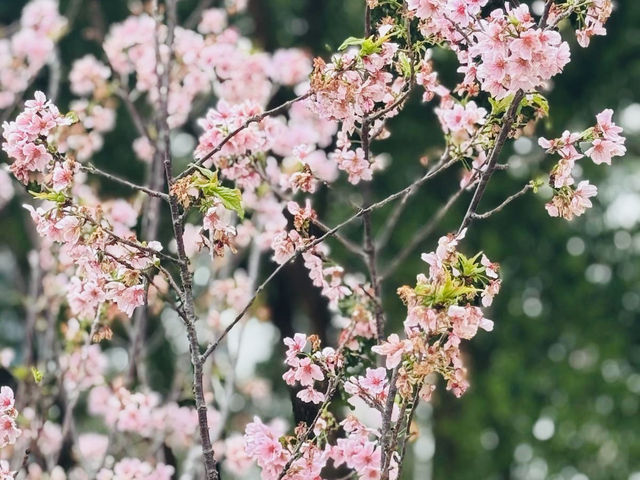 沙田石門看櫻花