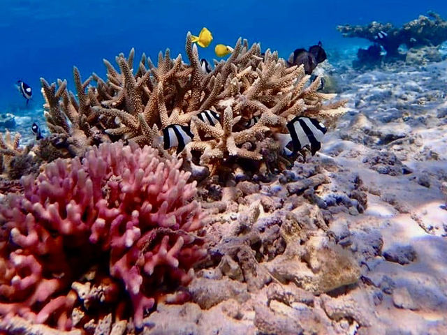 慶良間諸島--座間味島的浮潛有海龜相陪