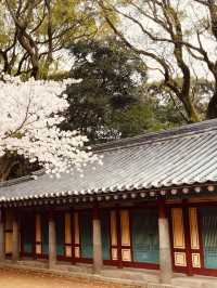 A Relaxing Stroll Through Springtime Beauty!