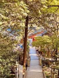 Spiritual Spring Rejuvenation in Jirisan 🧘‍♂️🌸 