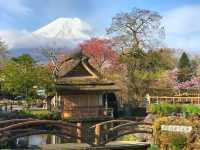 Chasing Sakura at Oshino Hakkai Village