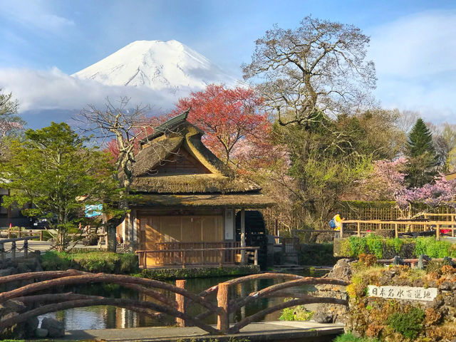 Chasing Sakura at Oshino Hakkai Village