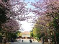 Chasing Sakura at Hokkaido Jingu