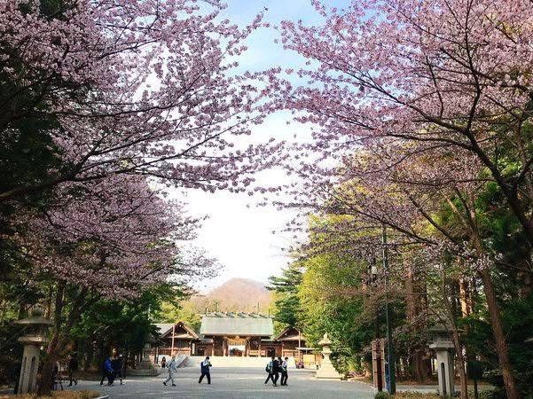 Chasing Sakura at Hokkaido Jingu