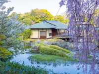 Chasing Sakura at Shirotori Garden