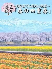 【富山】行かなきゃ損‼️残雪の山×桜×チューリップ✨ここでしか見れない🤩