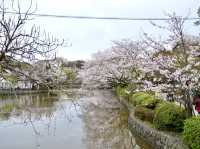 Cherry Blossoms at Tsurugaoka Hachimangu🌸