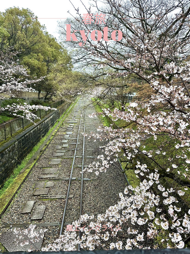 【京都×春旅】桜の季節 映える人気スポット