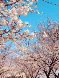 Gapcheon's Floral Stroll: Spring's Peaceful Path