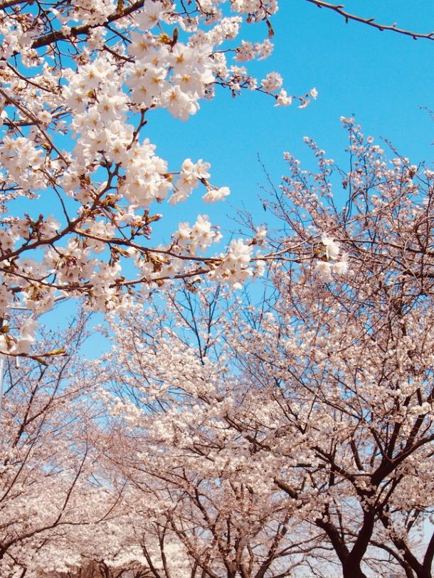 Gapcheon's Floral Stroll: Spring's Peaceful Path