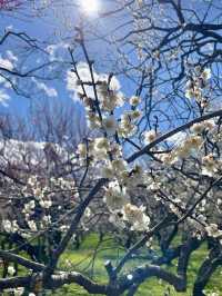 Spring Blossoms at Kairakuen, Mito🌸