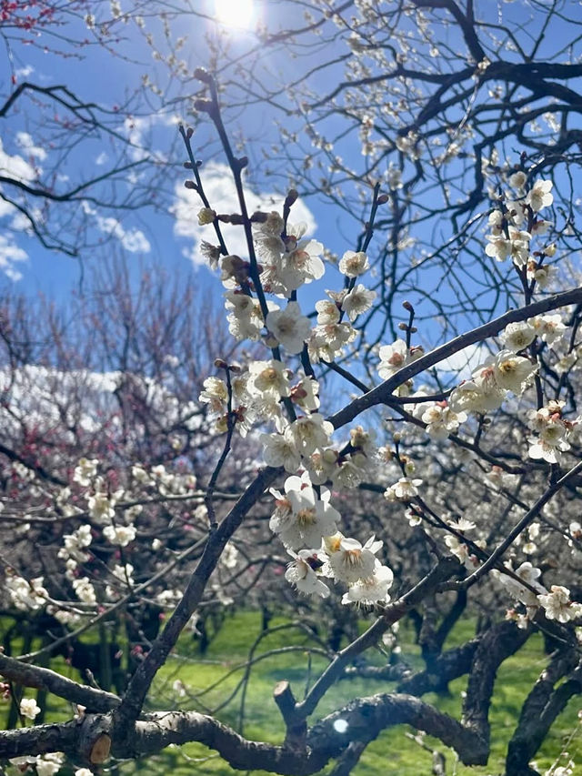 Spring Blossoms at Kairakuen, Mito🌸