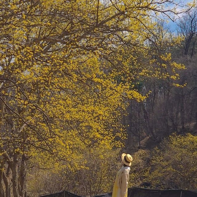 서울에서 1시간 거리 산수유축제💛