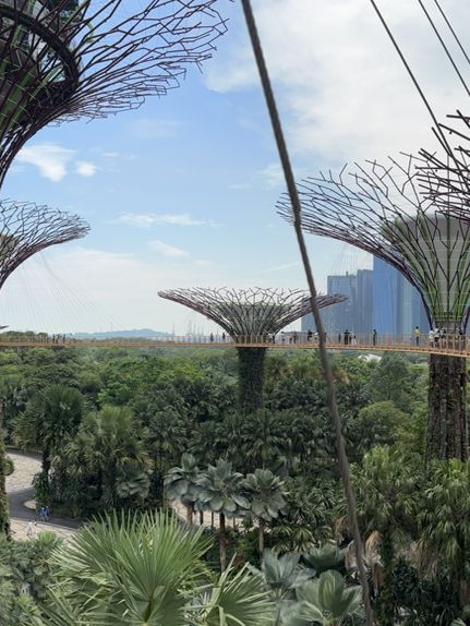 Sakura, Supertrees, and Sundae Bliss! Discovering the Magic of Gardens by the Bay