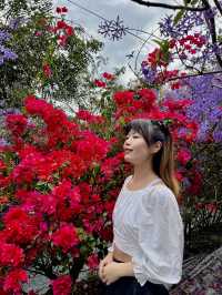 夢幻紫色花海 南投賞花秘境