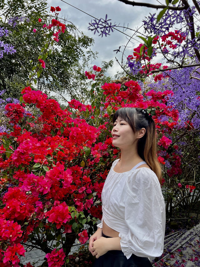 夢幻紫色花海 南投賞花秘境