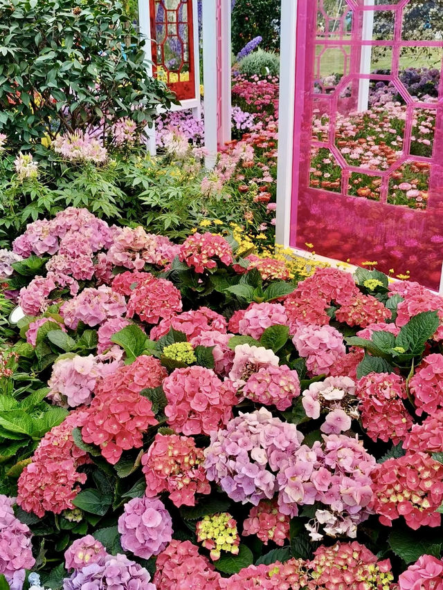 Discover the Beauty of the Shenzhen Flower Show 2025