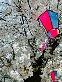 春爛漫！浜離宮から浅草、月島もんじゃまで満喫する桜ルート🌸