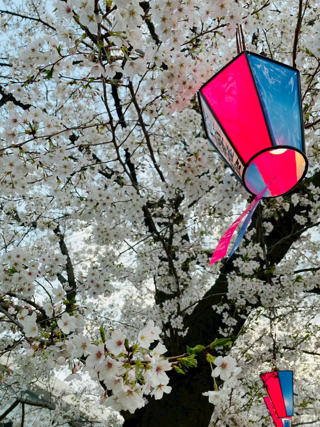 春爛漫！浜離宮から浅草、月島もんじゃまで満喫する桜ルート🌸