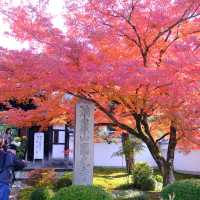 Kyoto không đông đúc - Enkouji Temple