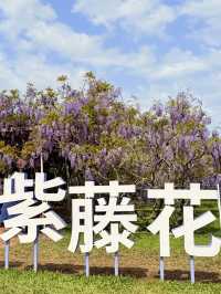 淡水｜紫色浪漫來襲 紫藤花園日本紫藤賞花期只有兩周