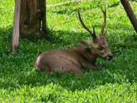 #珍珠野生動物園（Vinpearl Safari Phu Quoc）-越南富國島