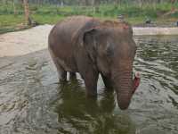 Living Green Elephant Sanctuary near Bangkok/Pattaya