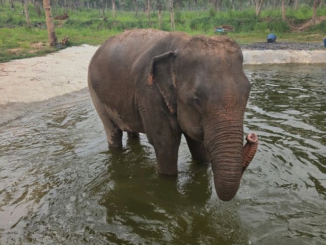 Living Green Elephant Sanctuary near Bangkok/Pattaya