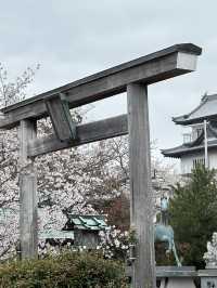 日本香川縣-賞櫻秘境「伊勢朝日山本宮」美到仙境