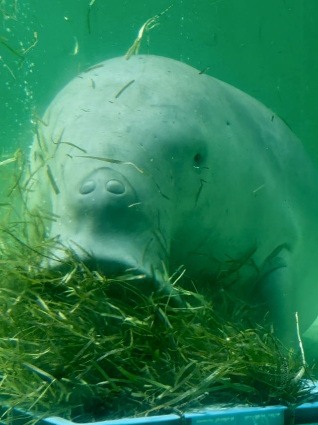 三重｜集合動物明星們 全日本最萌的鳥羽水族館