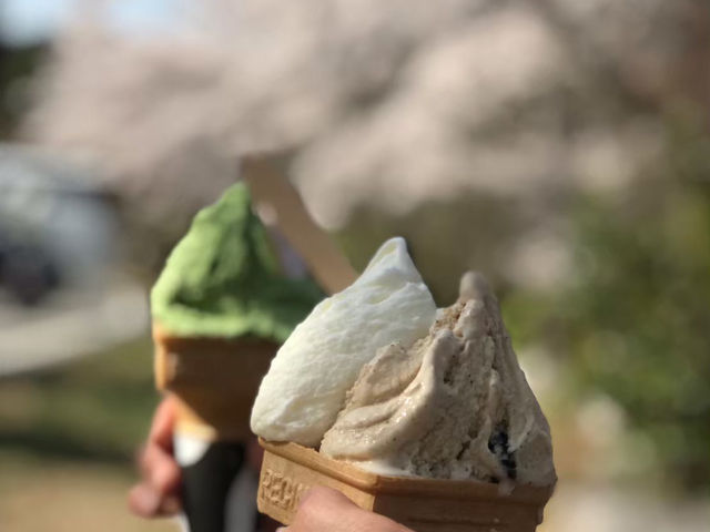 琵琶湖周辺の桜：湖畔で楽しむ春の絶景🌸