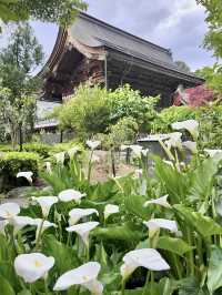 A Flower Lover’s Paradise at Sasaki Shrine