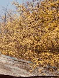 A Different Shade of Spring: Discovering Sansuyu's Golden Bloom in a Picturesque Setting 