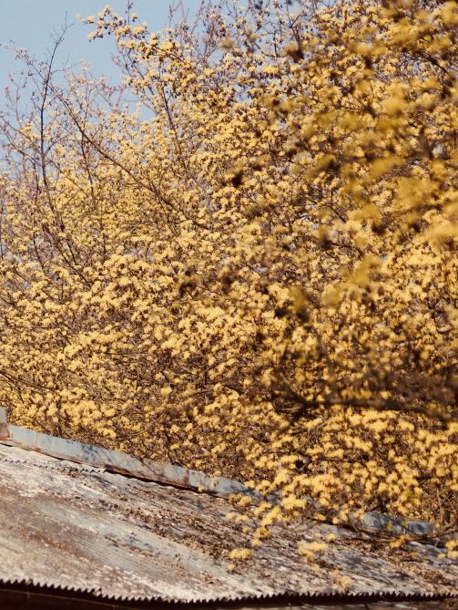 A Different Shade of Spring: Discovering Sansuyu's Golden Bloom in a Picturesque Setting 