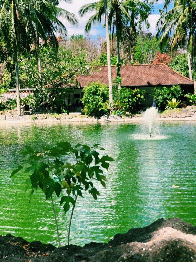 ✨💙Greenery at The Farm at San Benito✨💙