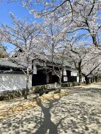 【福岡観光】桜パトロール