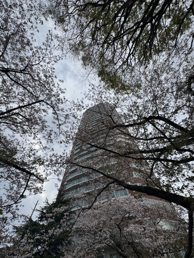 東京｜落合站｜神田川櫻並木一日遊