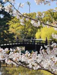 🇯🇵日本名古屋 | 鶴舞公園櫻花已開滿‼️🌸