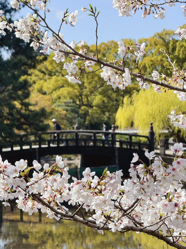 🇯🇵日本名古屋 | 鶴舞公園櫻花已開滿‼️🌸
