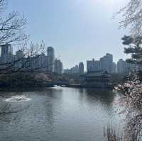 분당중앙공원 벚꽃