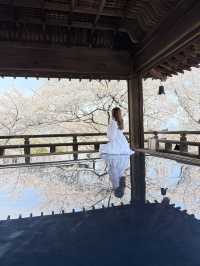 滋賀❤︎ 桜花爛漫🌸 桜のリフレクションをひとりじめ🌸
