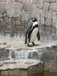 東京景點｜江戶川區自然動物園